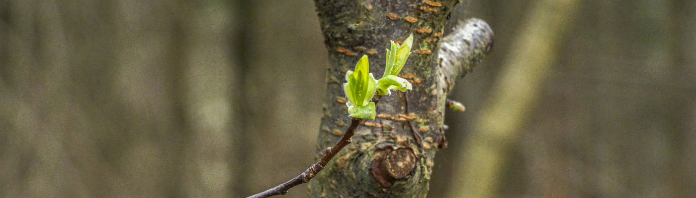 neu gesprossenen Blätter vor einem jungen Baum